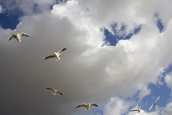 Gaivotas-do-mar voando em Hyde Park — Fotografia de Stock