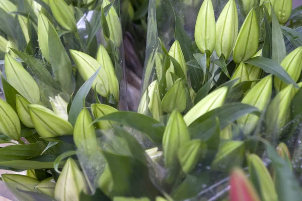Casablanca-Lilien zum Verkauf — Stockfoto