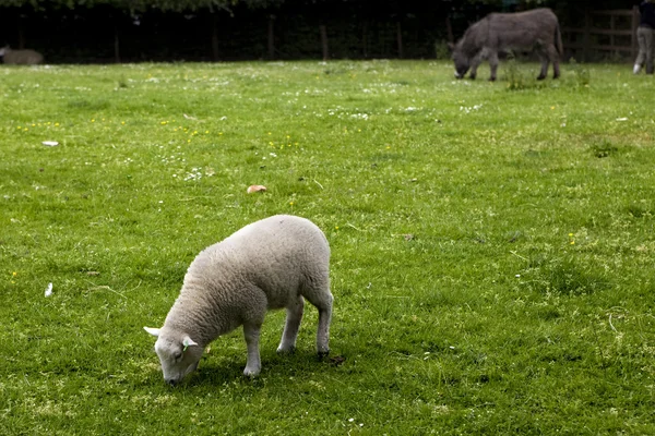Een schaap in een weiland — Stockfoto