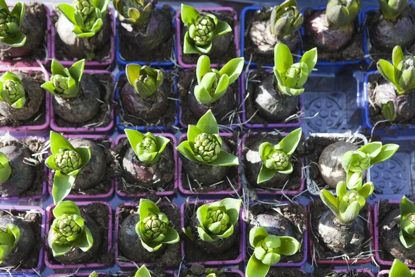 Bulbos de jacinto — Fotografia de Stock