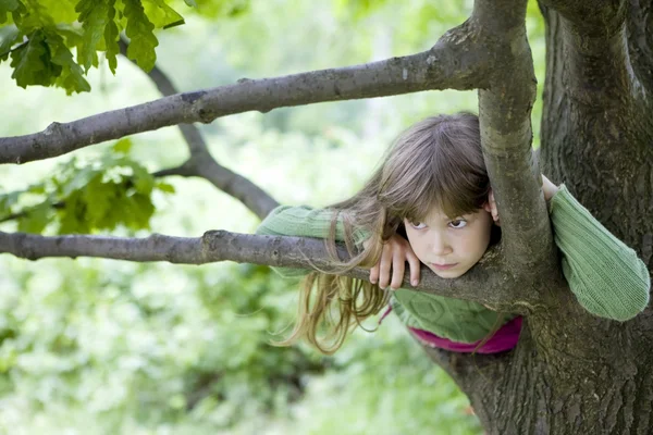 Escóndete en el árbol — Foto de Stock