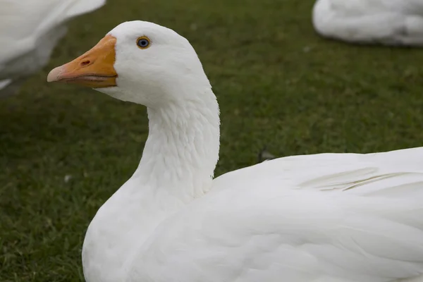 Gås med orange näbb på lown — Stockfoto