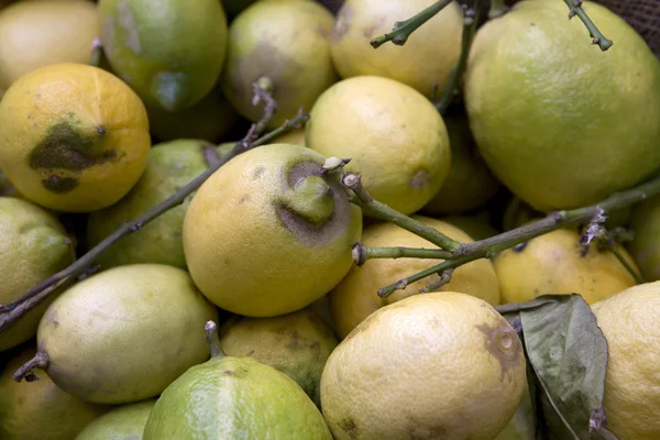 Korgar med apelsiner och citroner utomhus i Sorrento — Stockfoto