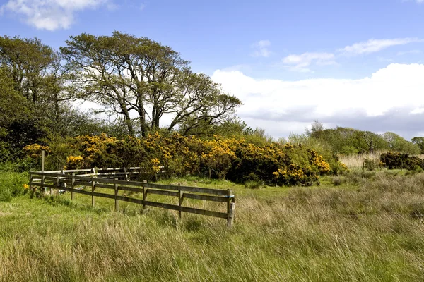 Floresta verde e céu azul na Inglaterra — Fotografia de Stock