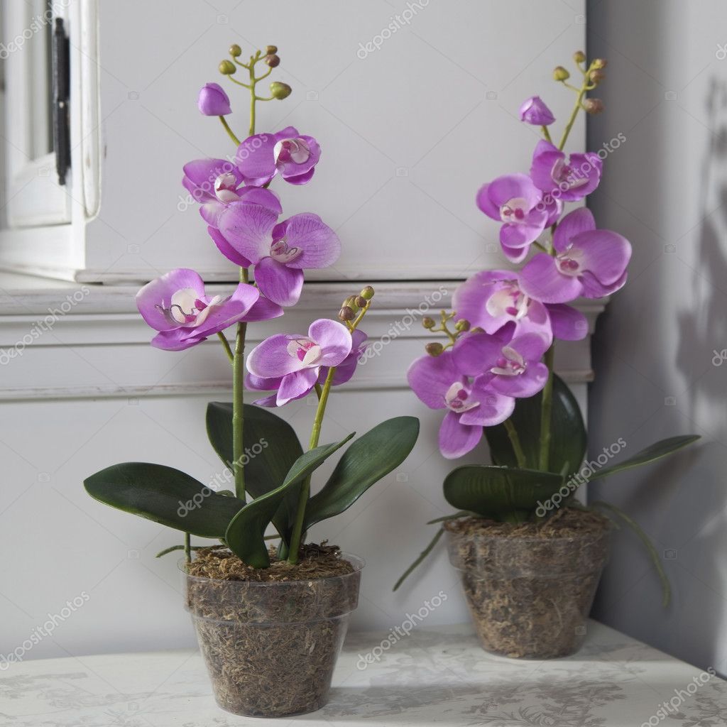 Орхидея Домашняя Фото – Telegraph
