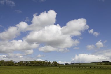Yeşil alanı ve ormanının