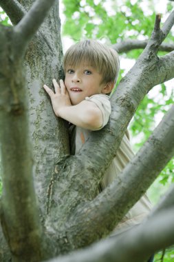 cute boy hanging from branch of tree.  clipart