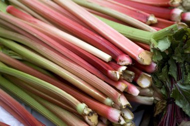 sebze bitki Ravent pazı