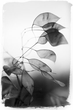 Güzel arka plan yapraklarda