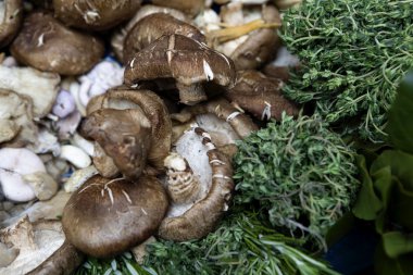 büyük beyaz mantar