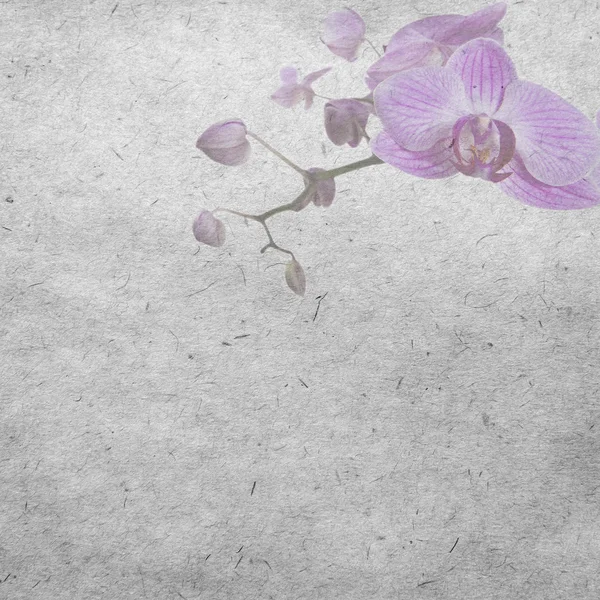 Papel de parede com orquídea roxa — Fotografia de Stock