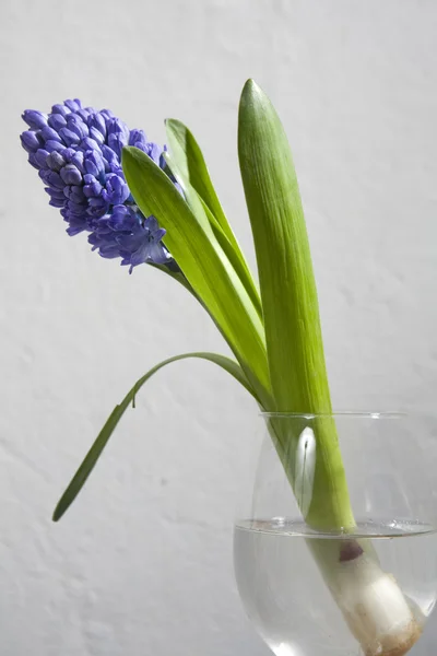Hyacinth v brýlích — Stock fotografie