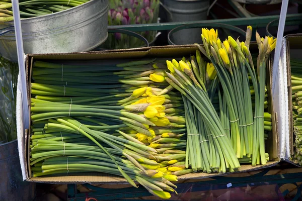 Gula blommor — Stockfoto