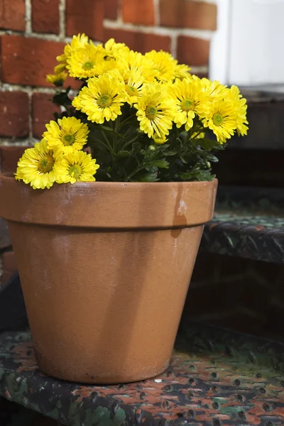 Leuchtend gelbe Chrysanthemenblüten — Stockfoto