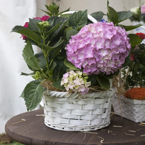 Colorful variety of flowers sold in the market in London. — Stock Photo, Image