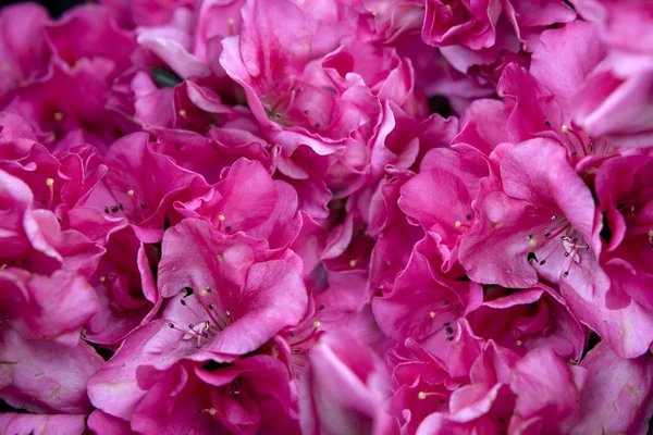 Blüten der rosa Azalee — Stockfoto