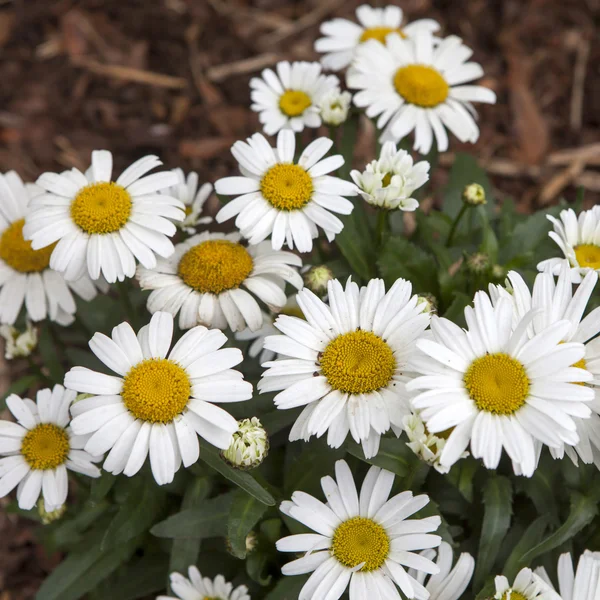 Vita daisy i parken — Stockfoto