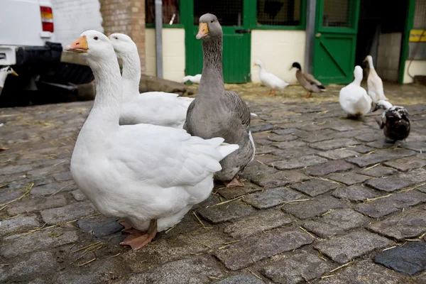 Местная ферма. В Лондон. UK — стоковое фото