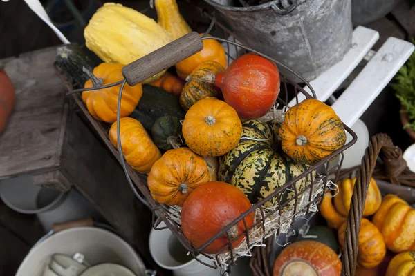 Pumpkins — Stock Photo, Image