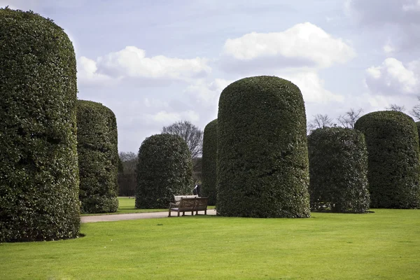 Árboles polares en Hyde-park — Foto de Stock