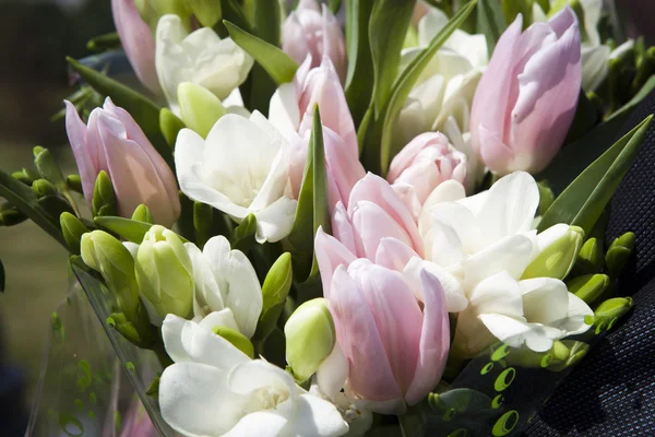 Růžové tulipány — Stock fotografie