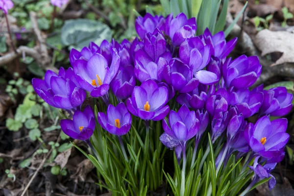 Paarse krokusbloemen — Stockfoto