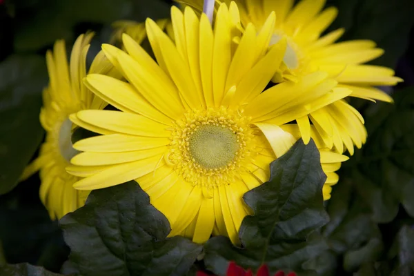 Желтый цветок в ботанических садах — стоковое фото