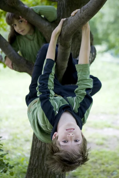 Hang from tree in backyard — Stock Photo, Image