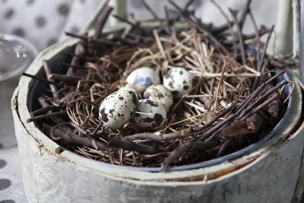 Eier im Grasnest — Stockfoto