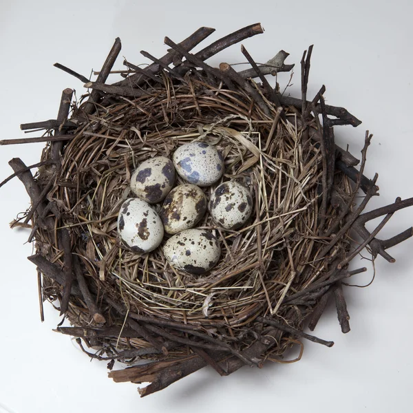 Group of quail spotted eggs in the grassy — Stock Photo, Image