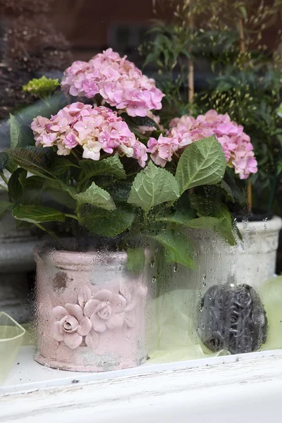 Hydrangea in window — Stock Photo, Image