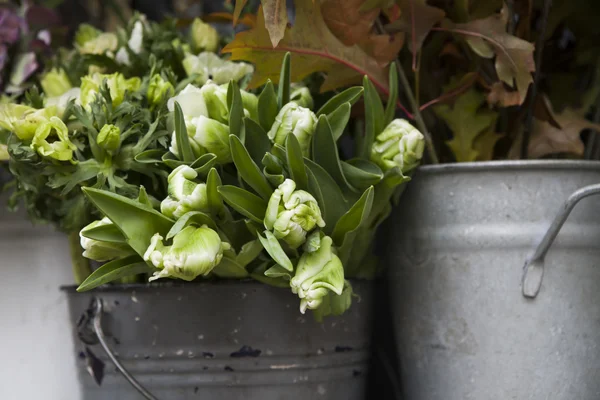 Witte hyacint bloemen — Stockfoto