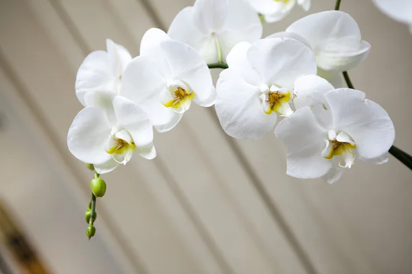 Orquídeas brancas — Fotografia de Stock