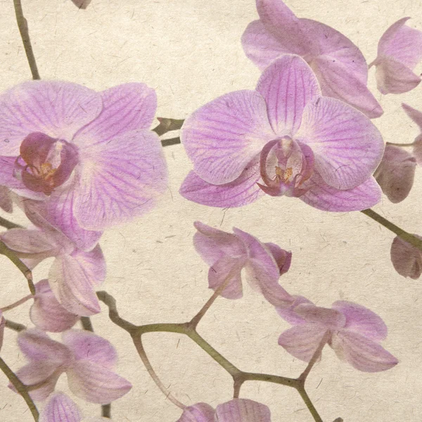 Fondos de pantalla con orquídea púrpura —  Fotos de Stock