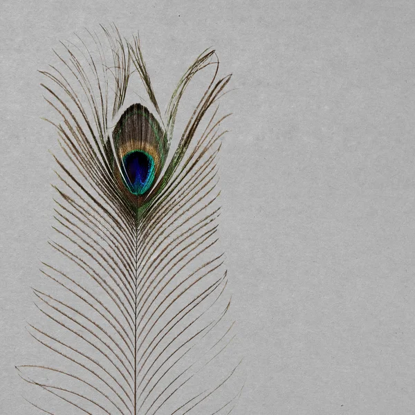 Pena de pavão — Fotografia de Stock