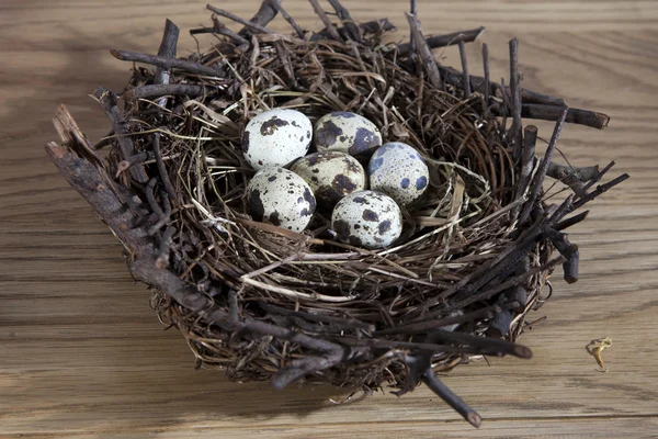 Eggs in the grassy nest — Stock Photo, Image