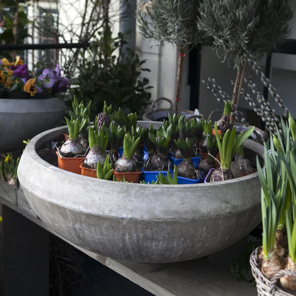 Bloemen in een grote keramische pot — Stockfoto