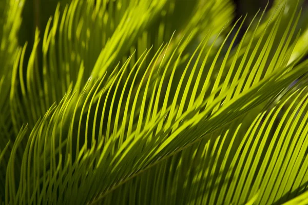 Palm leaf — Stock Photo, Image