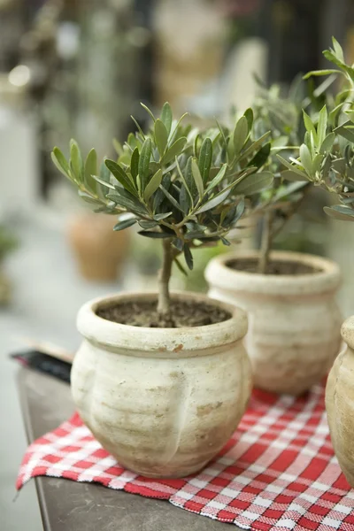 Oliva en la olla sobre la mesa — Foto de Stock