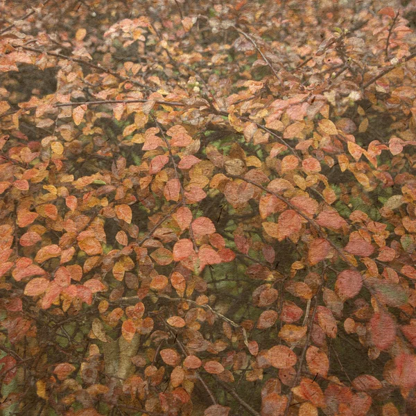 Cartão com folha de outono — Fotografia de Stock