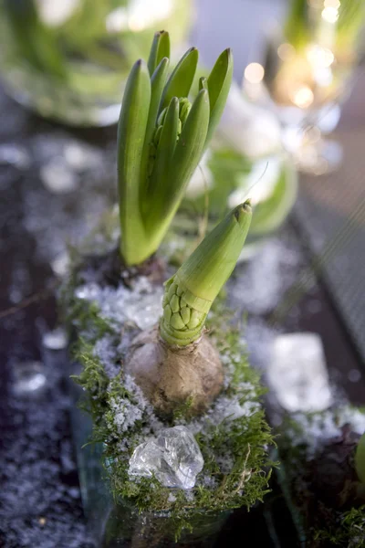 Decoratie van de eettafel. Hyacint. — Stockfoto