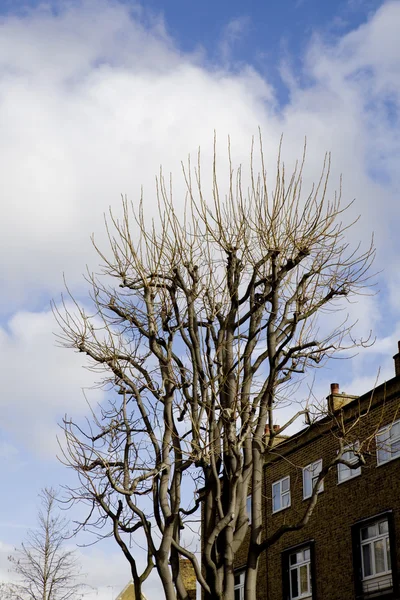 Drzewo cieniu na dom przez początkujących drzew wiosną — Zdjęcie stockowe