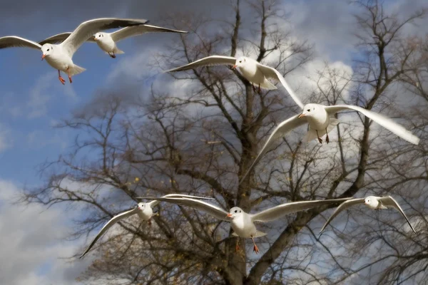 Gaviotas volando en Hyde Park — Foto de Stock