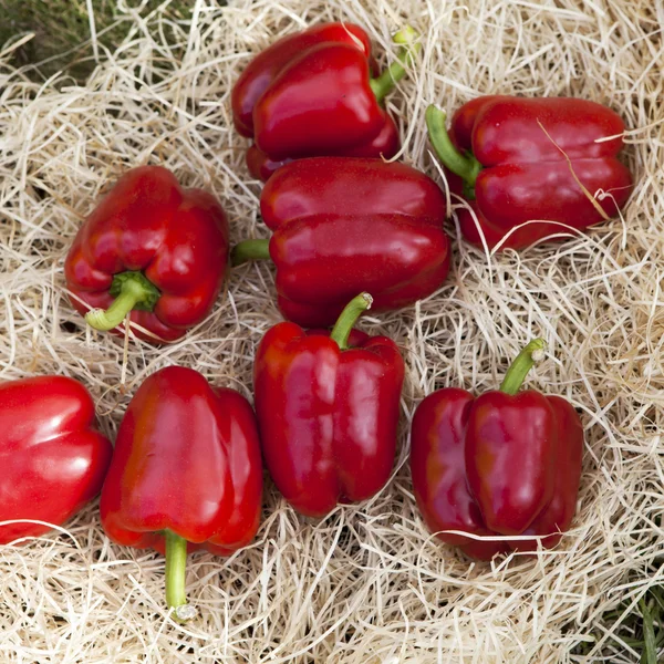 Pimientos rojos frescos —  Fotos de Stock