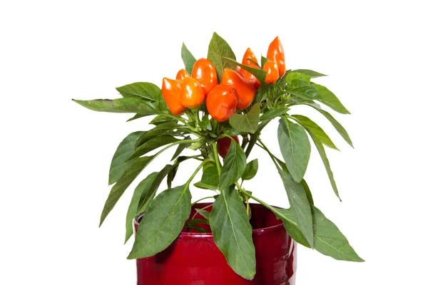 Paprika rostliny — Stock fotografie