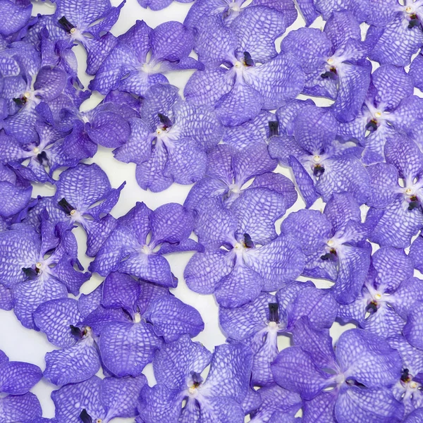 Синий цветок орхидеи — стоковое фото