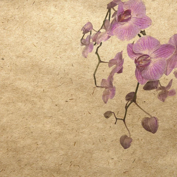 与紫色兰花壁纸 — 图库照片