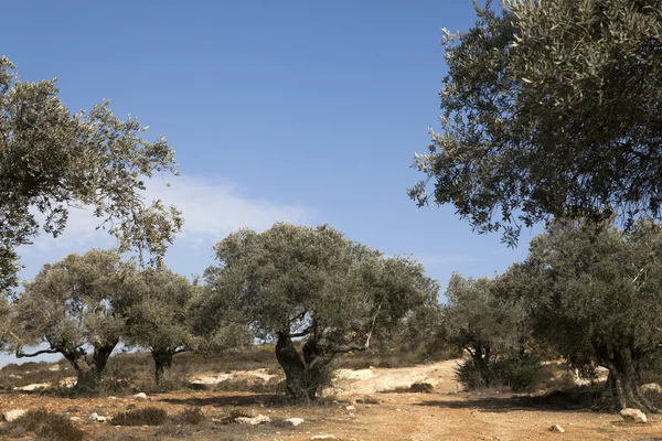 Olivträd på sluttningarna av bergen — Stockfoto