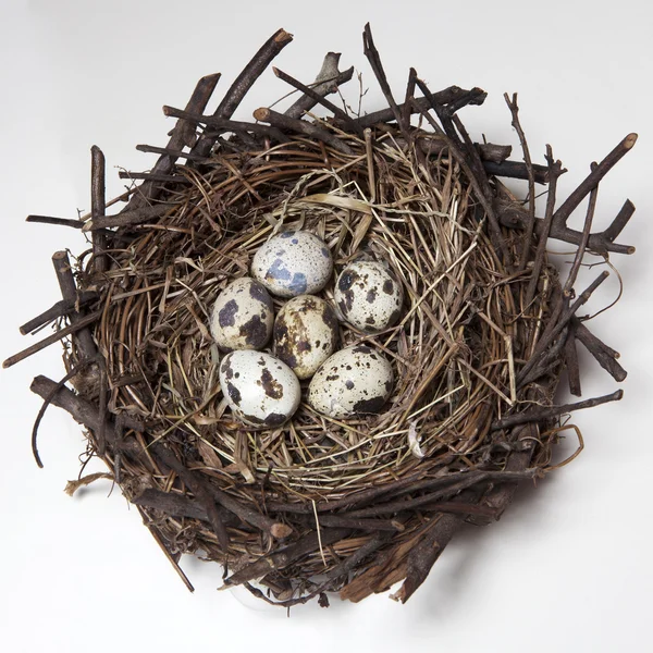 Group of quail spotted eggs in the grassy Stock Image