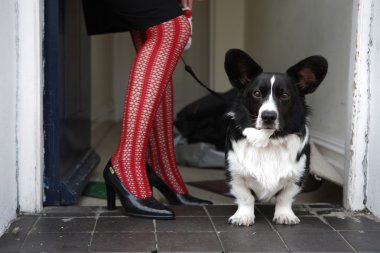 köpek kadının bacakları